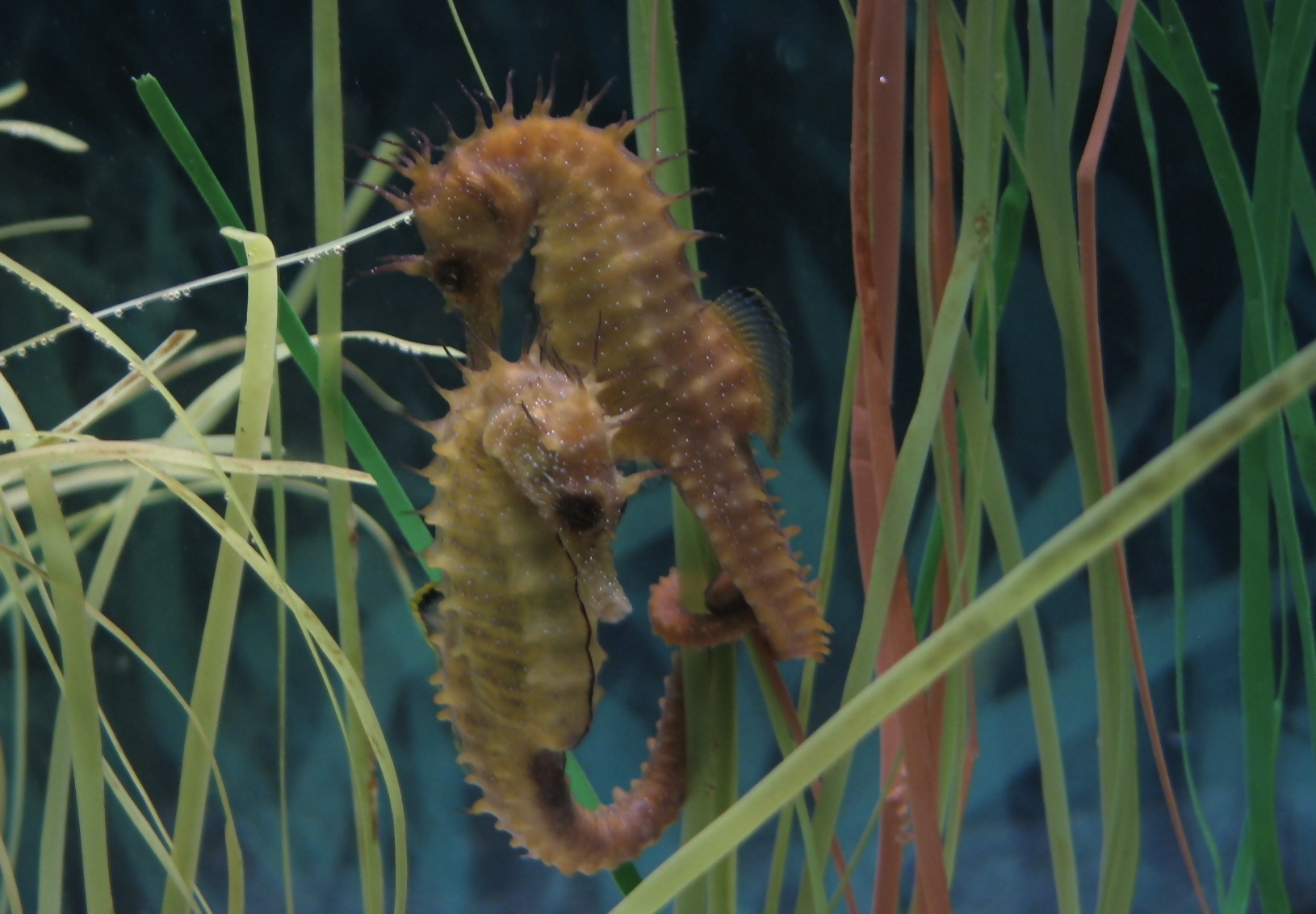 New National Park in the Caribbean is the Seahorse Capital of the World