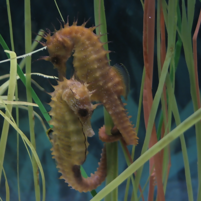 New National Park in the Caribbean is the Seahorse Capital of the World