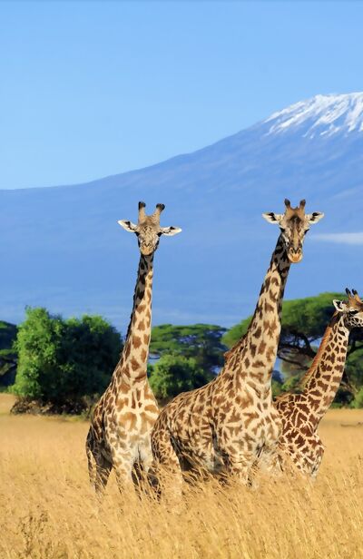 What You Need to Know to Climb Mount Kilimanjaro