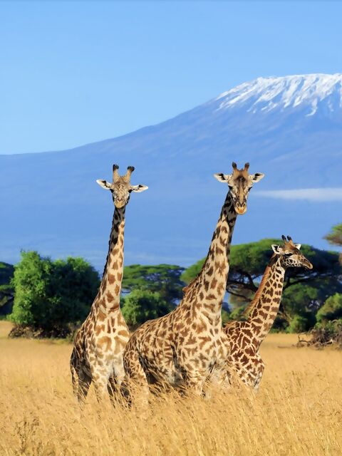 What You Need to Know to Climb Mount Kilimanjaro